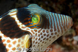 A Saddled Puffer (Canthigaster valentini) portrait. Could... by Andrea Lughi 